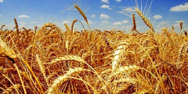 В Лидском районе сгорело 3 га тритикале, 136 га удалось спасти
