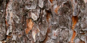 3 причины купить сосновую кору на сайте topiar.ua