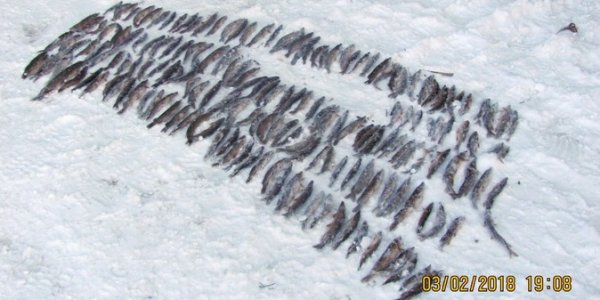 Факт браконьерского вылова щуки оценили  в 7,5 тыс. рублей