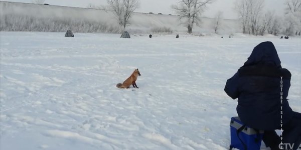 Бешеные лисы повадились на частные подворья в Лидском районе
