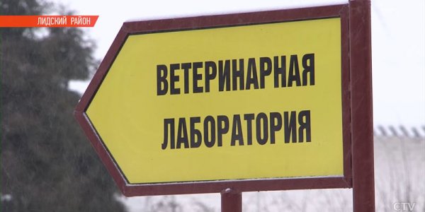 Бешеные лисы повадились на частные подворья в Лидском районе