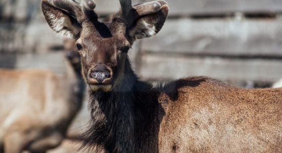 В Лидском районе начали разводить алтайских маралов