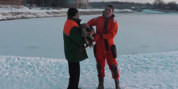 Сотрудник службы отлова в Лиде месяц кормил спасенную МЧС собаку своими обедами и искал ей хозяина