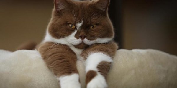 В Лиде стреляют из пневматики по животным. Живодеров пока не нашли