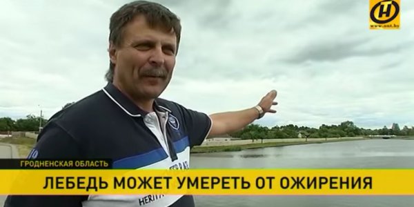 Растолстевшего лебедя спасают в Лиде