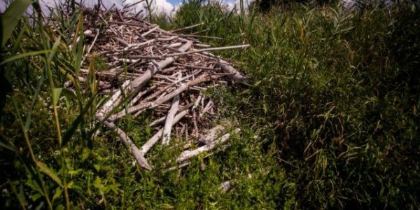 Уникальное болото в Лидском районе уничтожат ради торфа