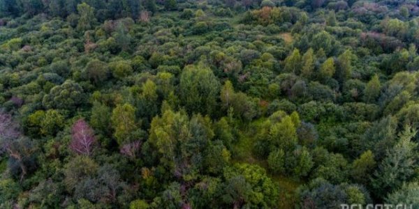 Уникальное болото в Лидском районе уничтожат ради торфа