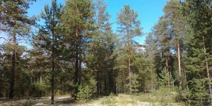 Лось является достаточно крупным животным