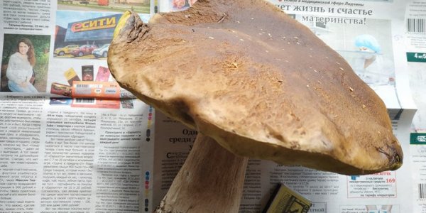 Под Лидой женщина нашла гигантский боровик. И целехонький!