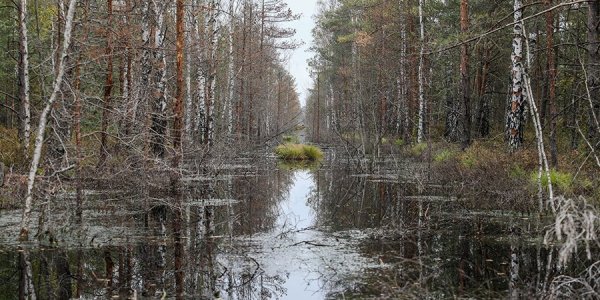 Торфодобытчики и «зеленые» не могут поделить болото в Лидском районе