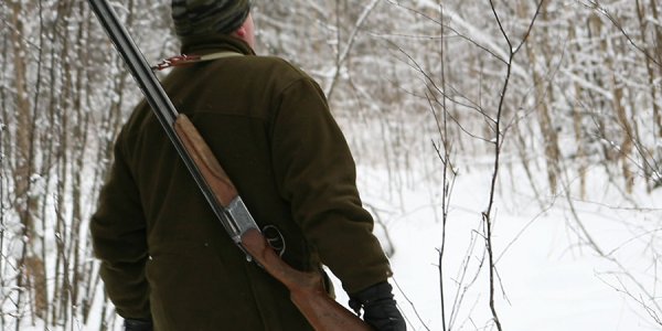 Недалеко от Березовки Лидского района, охотник повесил на дерево убитую лисицу