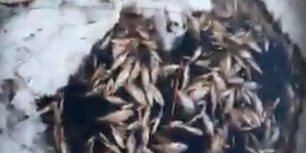 Видеофакт. В Лидском районе обнаружен мор рыбы