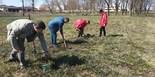 Вдоль Лидского озера высадили деревья