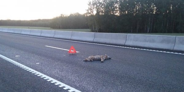 В Лидском районе на М6 водитель сбил волчицу