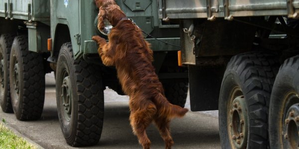 Лидские пограничники-кинологи заняли призовые места на международном соревновании в Латвии
