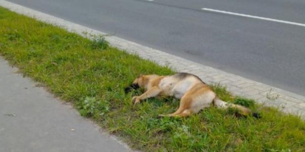 В Лиде хозяин выкинул мертвую собаку на тротуар